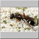 Mellinus crabroneus - Grabwespe w06 11mm - OS-Wallenhorst Sandgrube.jpg